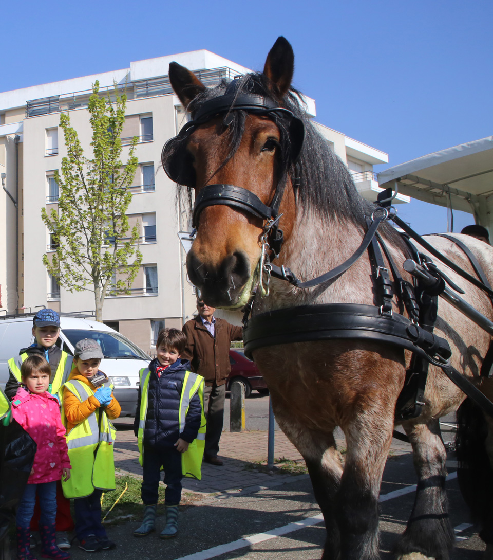 Alsa, le cheval cantonnier à Illkirch-Graffenstaden