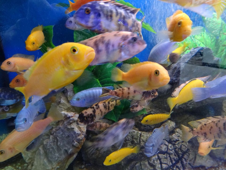 Bourse aux poissons à Illkirch-Graffenstaden