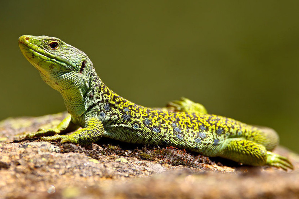 Conférence "Mardi Nature" sur les serpents et les lézards