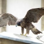 Premier envol du jeune faucon pèlerin - 21 juin 2016