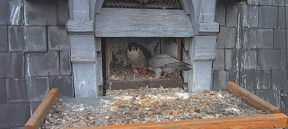 Les faucons pèlerins et leurs 4 oeufs à Illkirch-Graffenstaden en 2017