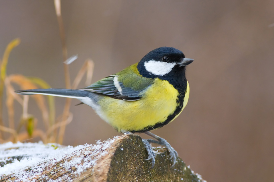 Nourrir les oiseaux en hiver à Illkirch-Graffenstaden