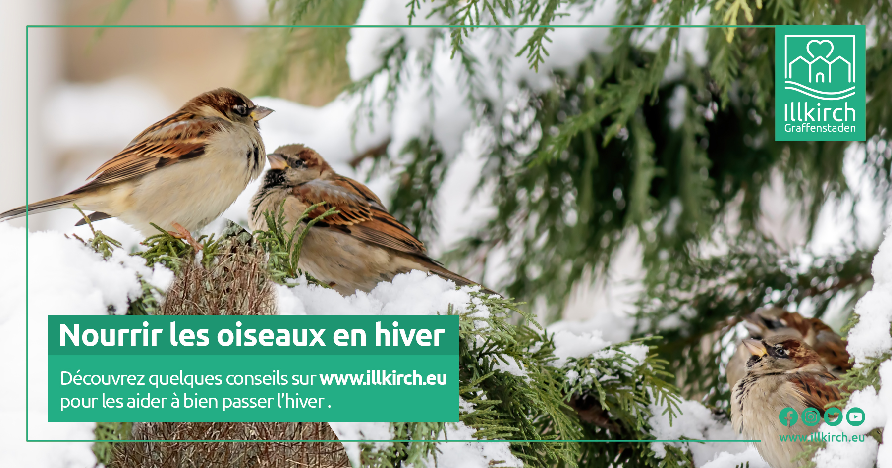 Nourrir les oiseaux en hiver