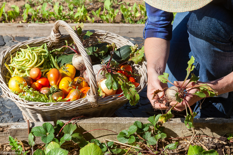 Entretenir son potager - Ville d'Illkirch-Graffenstaden