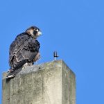 23 mai 2019 : 1er envol d'un des quatre fauconneaux à Illkirch-Graffenstaden