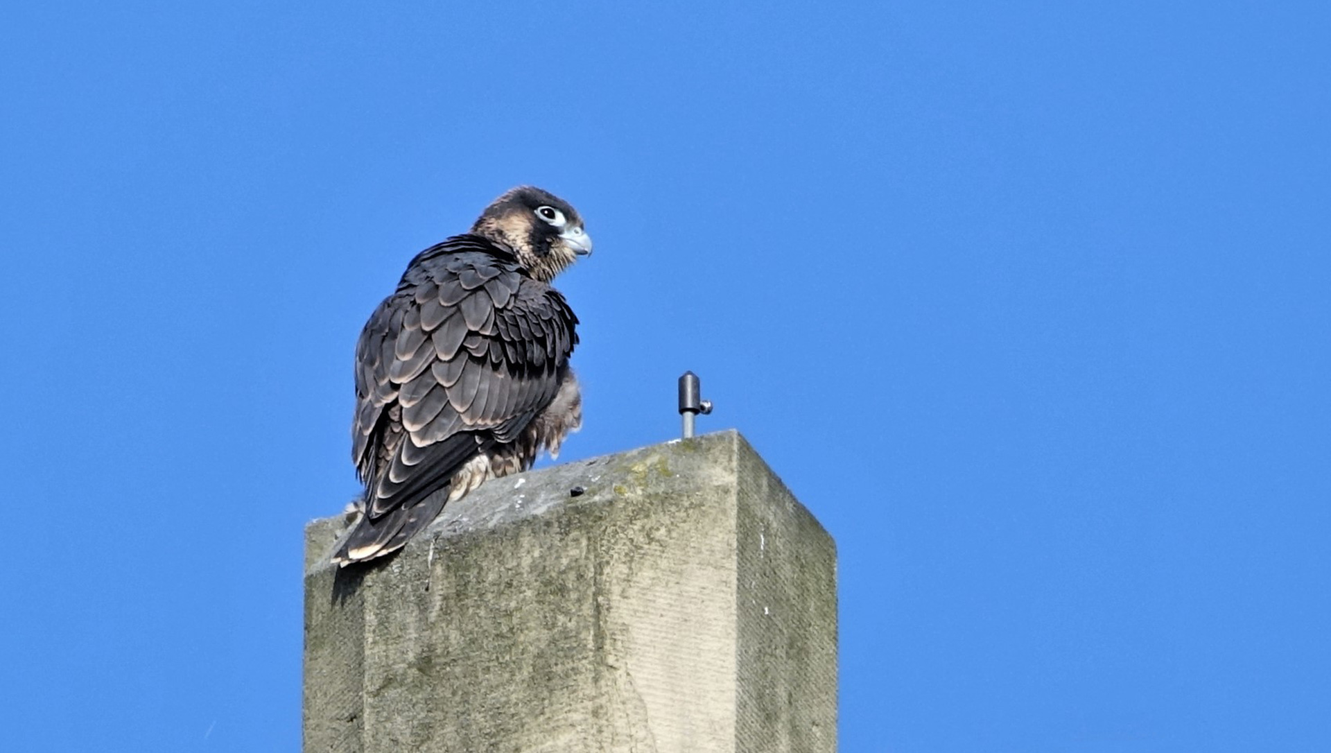 23 mai 2019 : 1er envol d'un des quatre fauconneaux à Illkirch-Graffenstaden