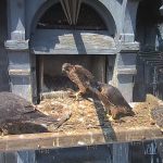 23 mai 2019 : 1er envol d'un des quatre fauconneaux à Illkirch-Graffenstaden