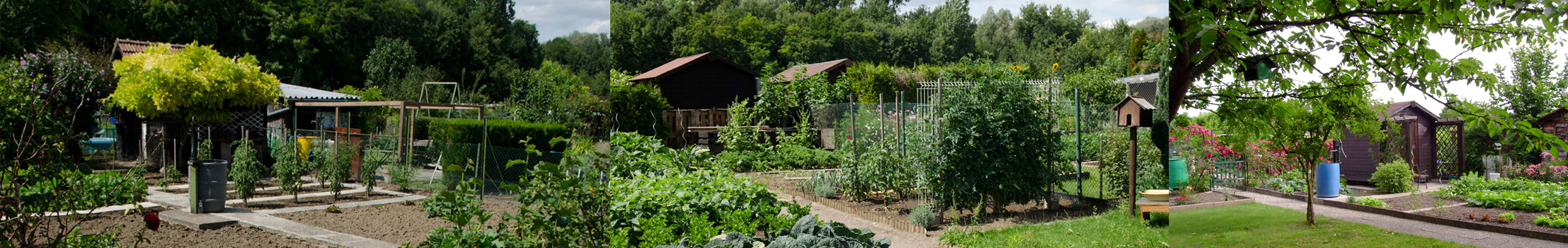 Les jardins familiaux à Illkirch-Graffenstaden